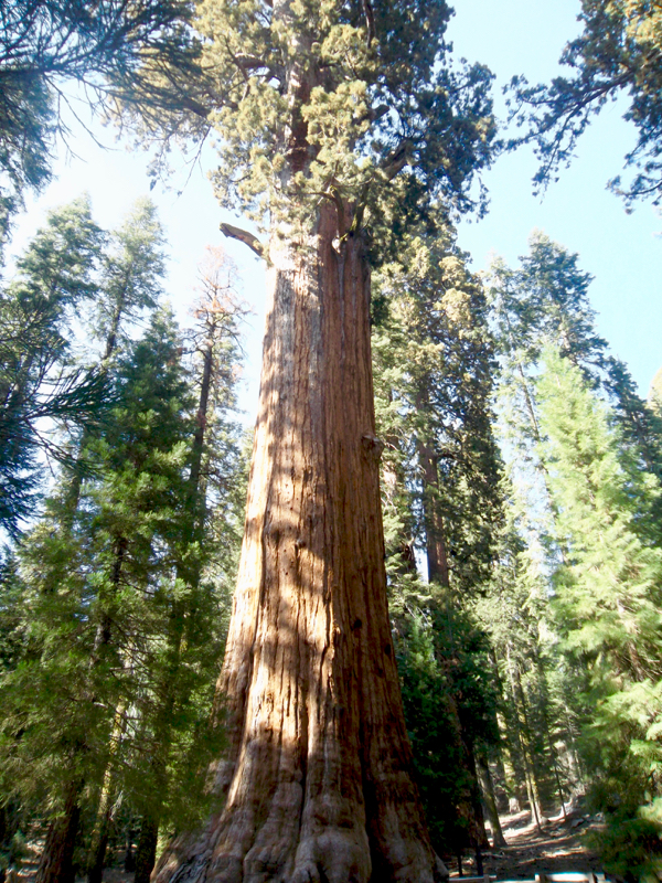 Sequoia National Park Travel Tips from NeverEndingJourneys.com