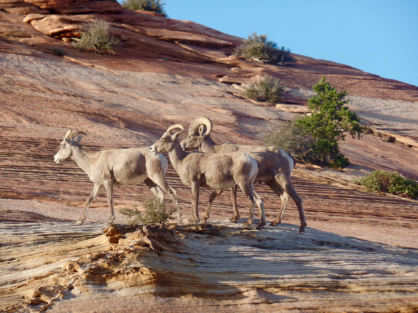 Zion National Park Hikes from NeverEndingJourneys.com