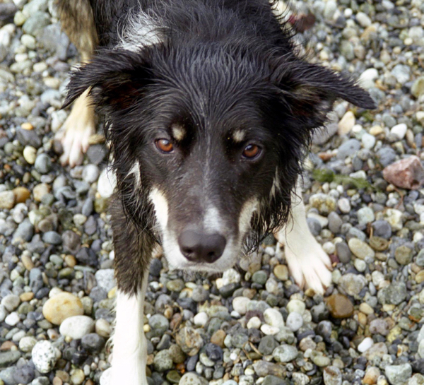 How to Stay Busy at Home Teach Your Dog New Tricks