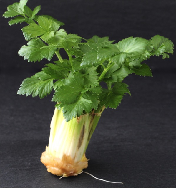 How to Regrow Celery at Home