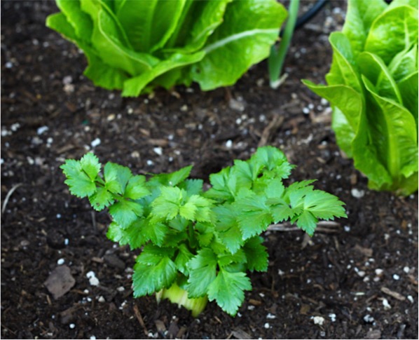 How to Regrow Celery