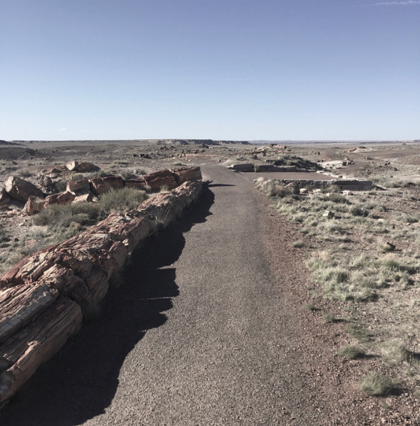 Petrified Forest Travel Guide Things to do