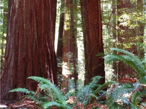 Redwoods Travel Guide (Ultimate Things to do) - Never Ending Journeys